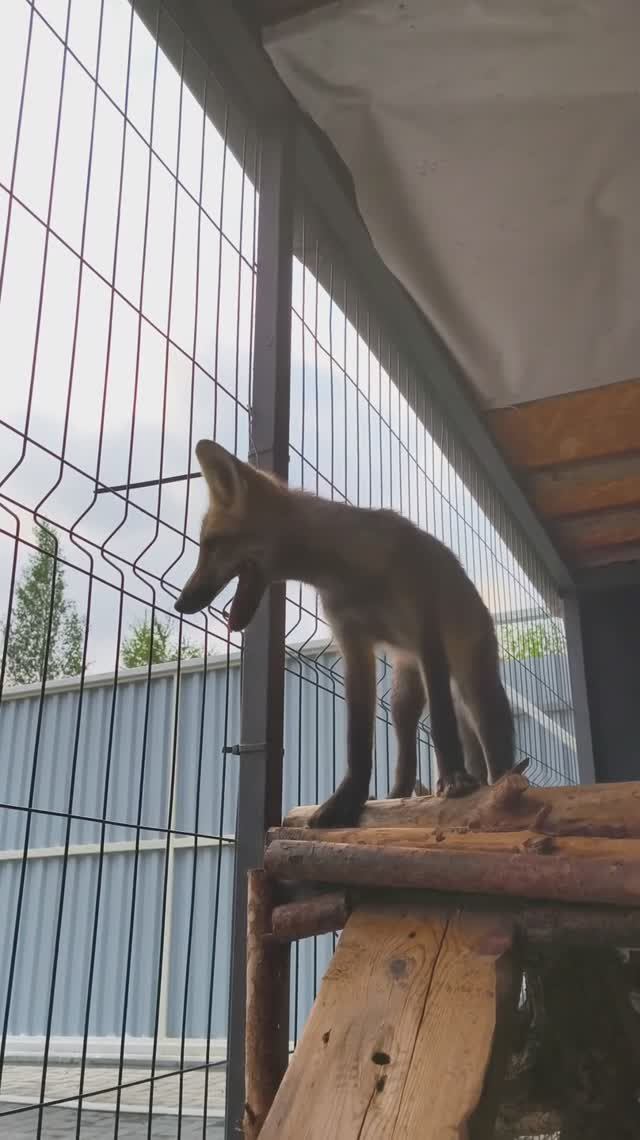 лисички