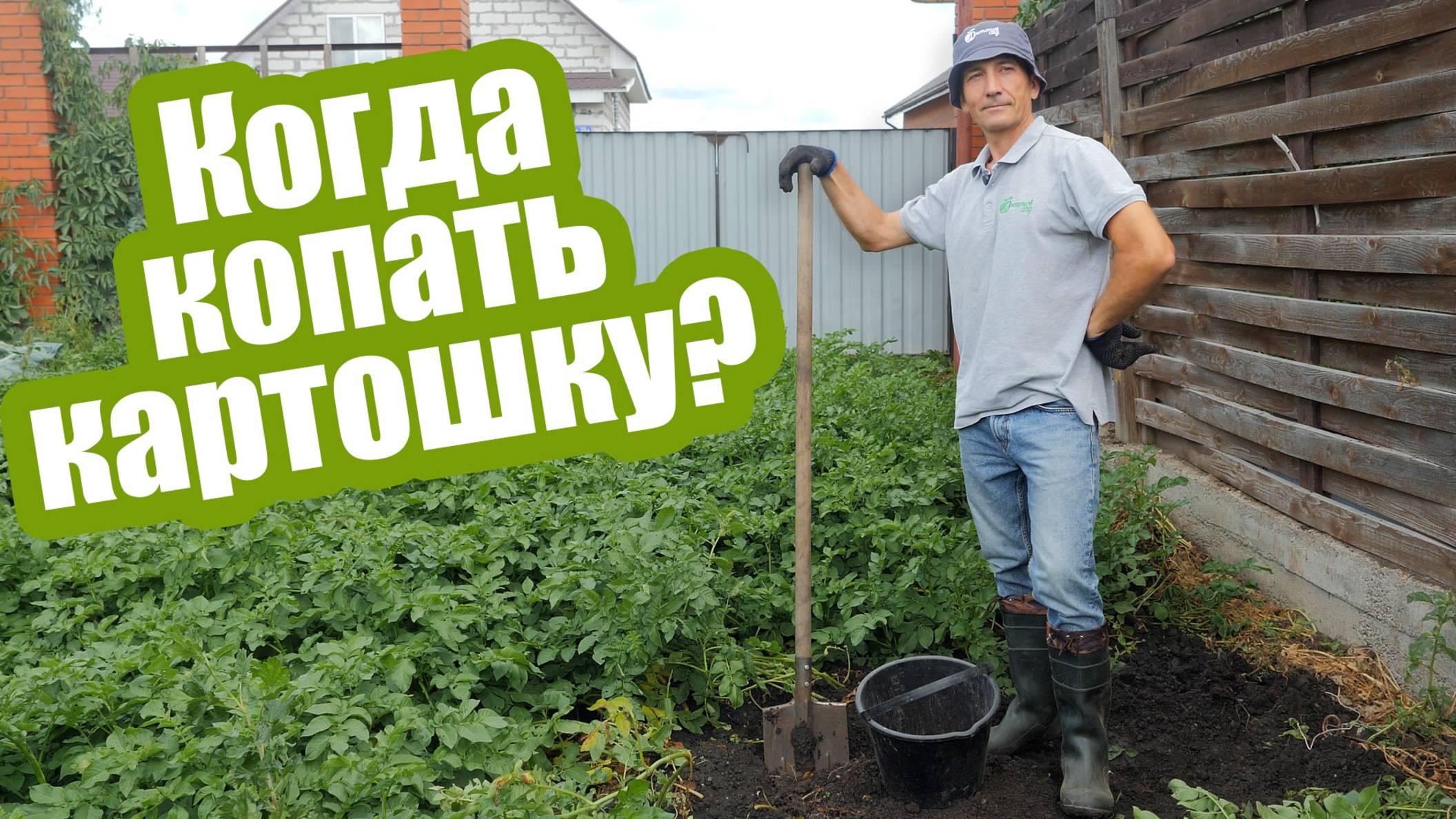 Уборка картофеля когда его выкапывать и как подготовить к хранению