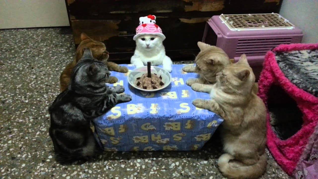 ПРИКОЛЫ С ЖИВОТНЫМИ ДО СЛЕЗ #136 Смешные КОТЫ И СОБАКИ Приколы