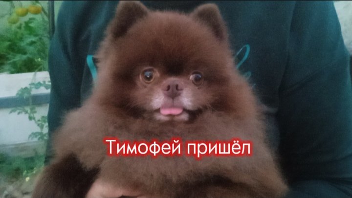 Тимофей пришёл - добрая песенка про милого шпица