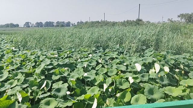 VID_20250730_153419.mp4