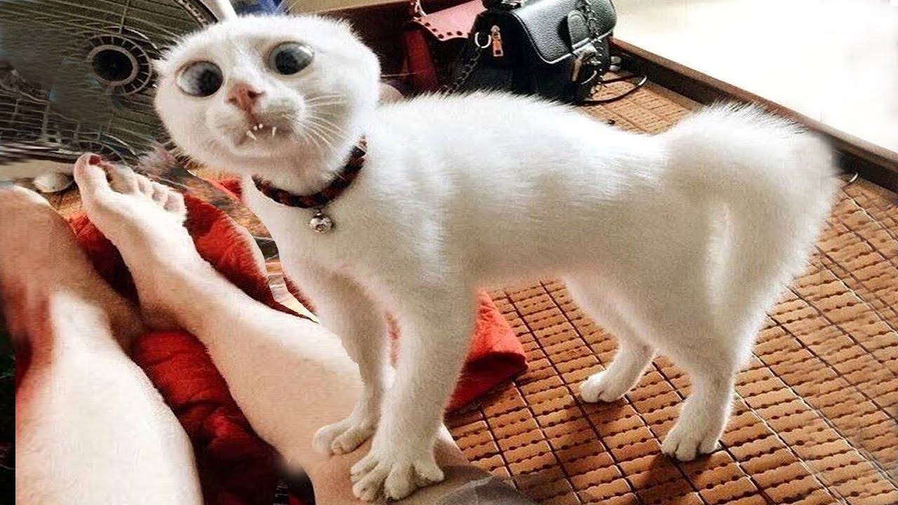 ПРИКОЛЫ С ЖИВОТНЫМИ ДО СЛЕЗ #138 Смешные КОТЫ И СОБАКИ Приколы