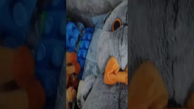 три кота
