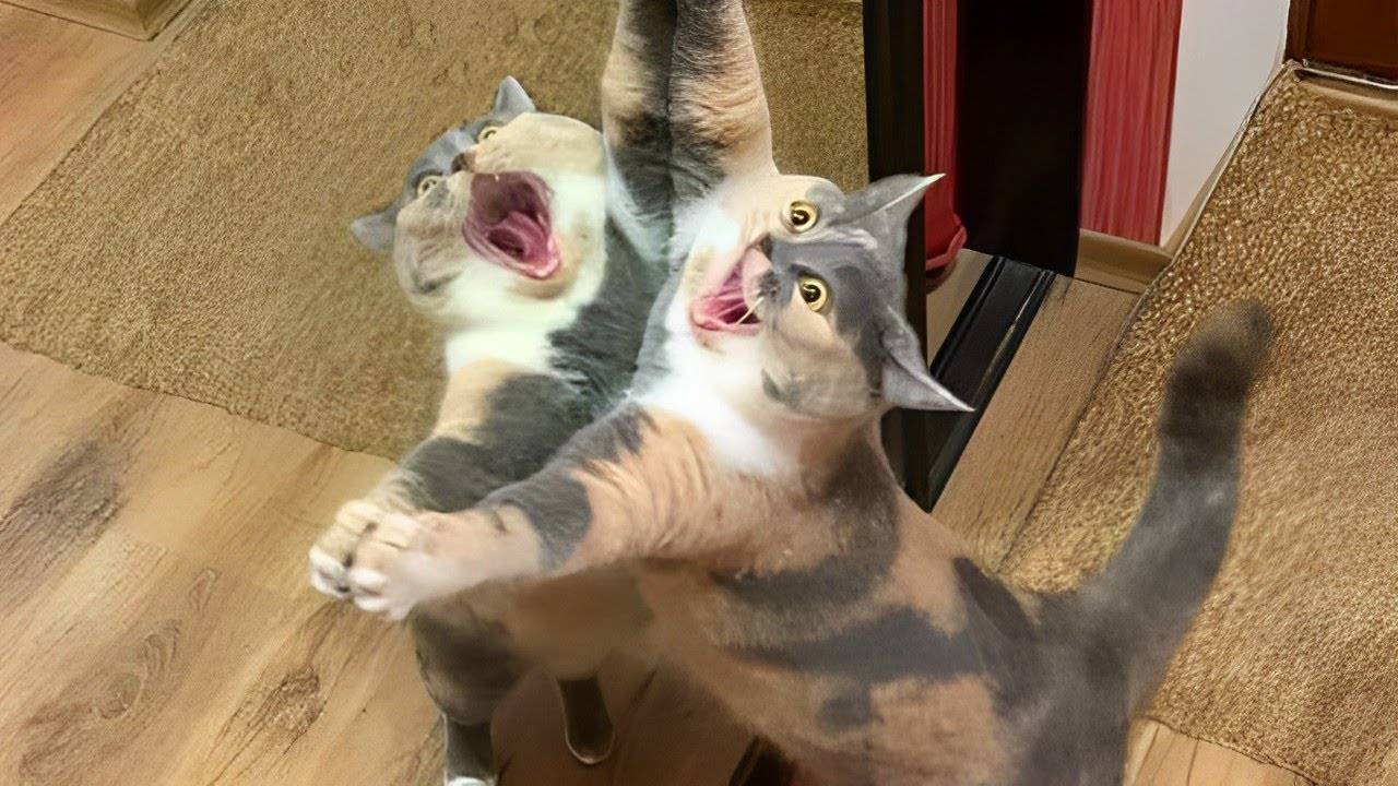 ПРИКОЛЫ С ЖИВОТНЫМИ ДО СЛЕЗ #137 Смешные КОТЫ И СОБАКИ Приколы