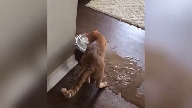 Смешные животные, часть 12