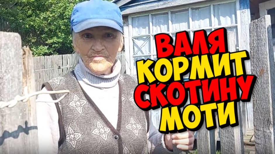 СКОТИНА ПОД ПРИСМОТРОМ . ДЕДУ МАТВЕЮ ЗДОРОВЬЯ .