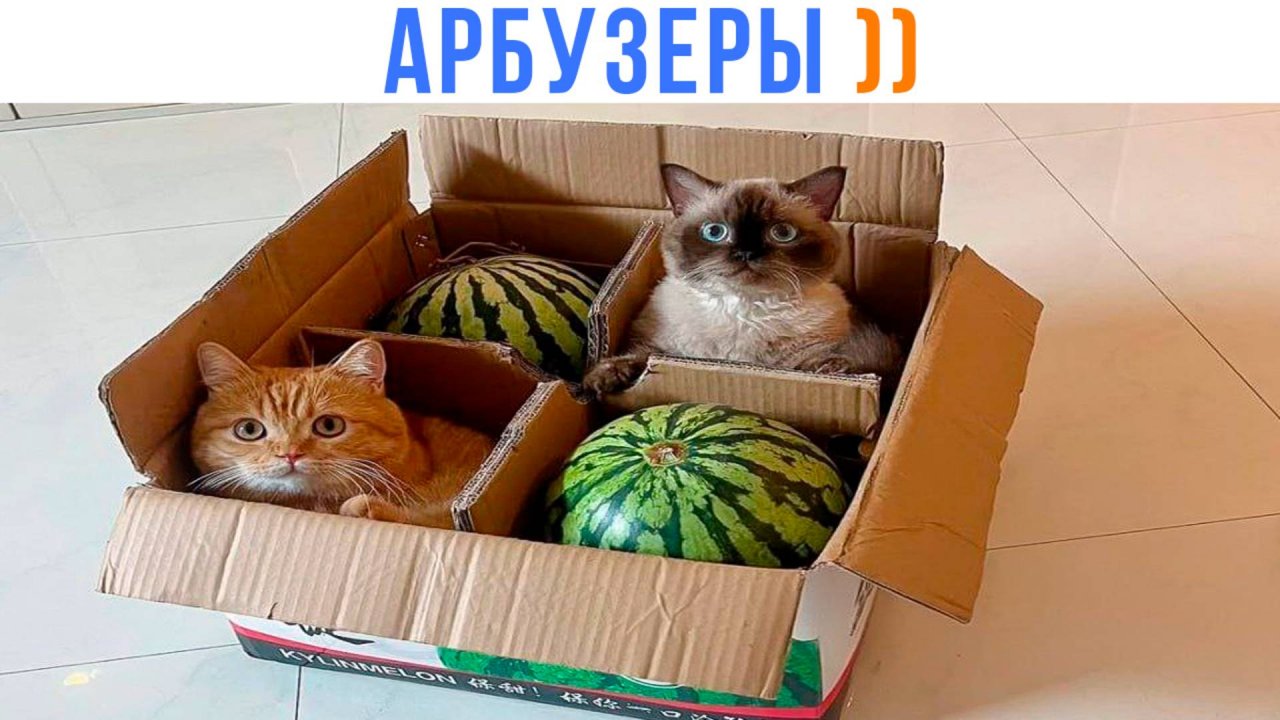 АРБУЗЕРЫ ))) Приколы с котами | Мемозг 1651