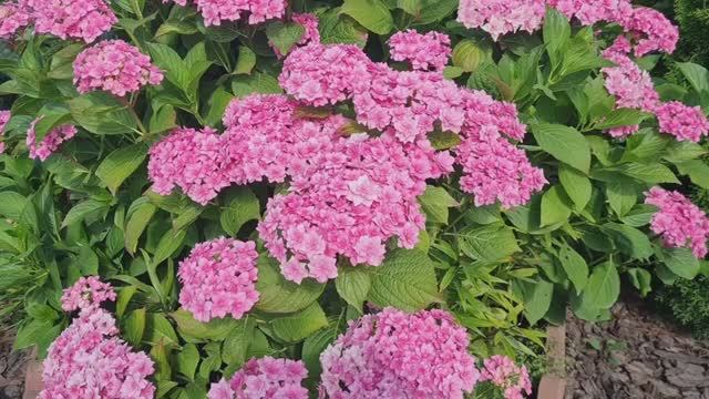 Дача! 🏡Обзор цветов на 14. 08. 25г.🌹 Ленобласть.🌹
