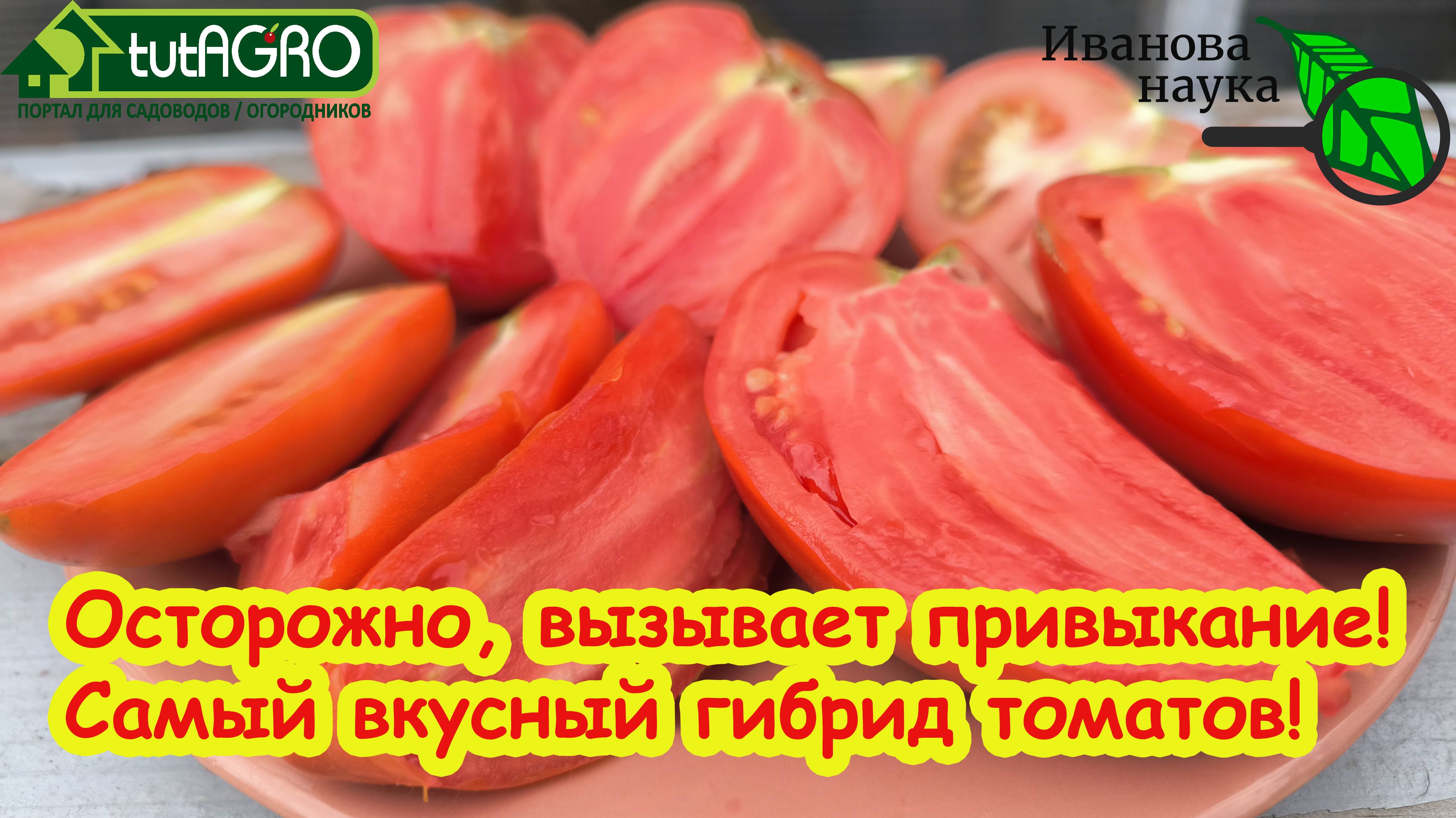 ТОП-3 вкусных и беспроблемных ГИБРИДА томатов, которые вкуснее СТАРЫХ СОРТОВ! Наслаждение вкусом!