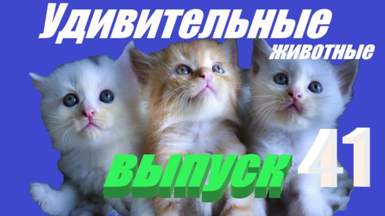Удивительные животные выпуск 41 #юмор