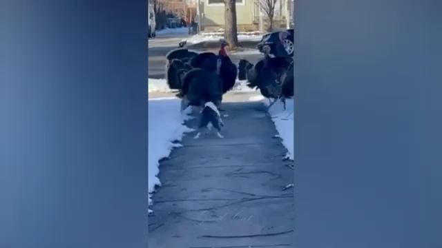Смешные животные, часть 14