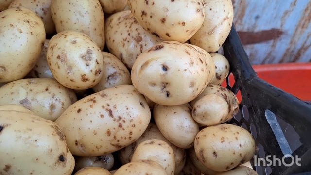 Копаем картофель. Одни растройства...