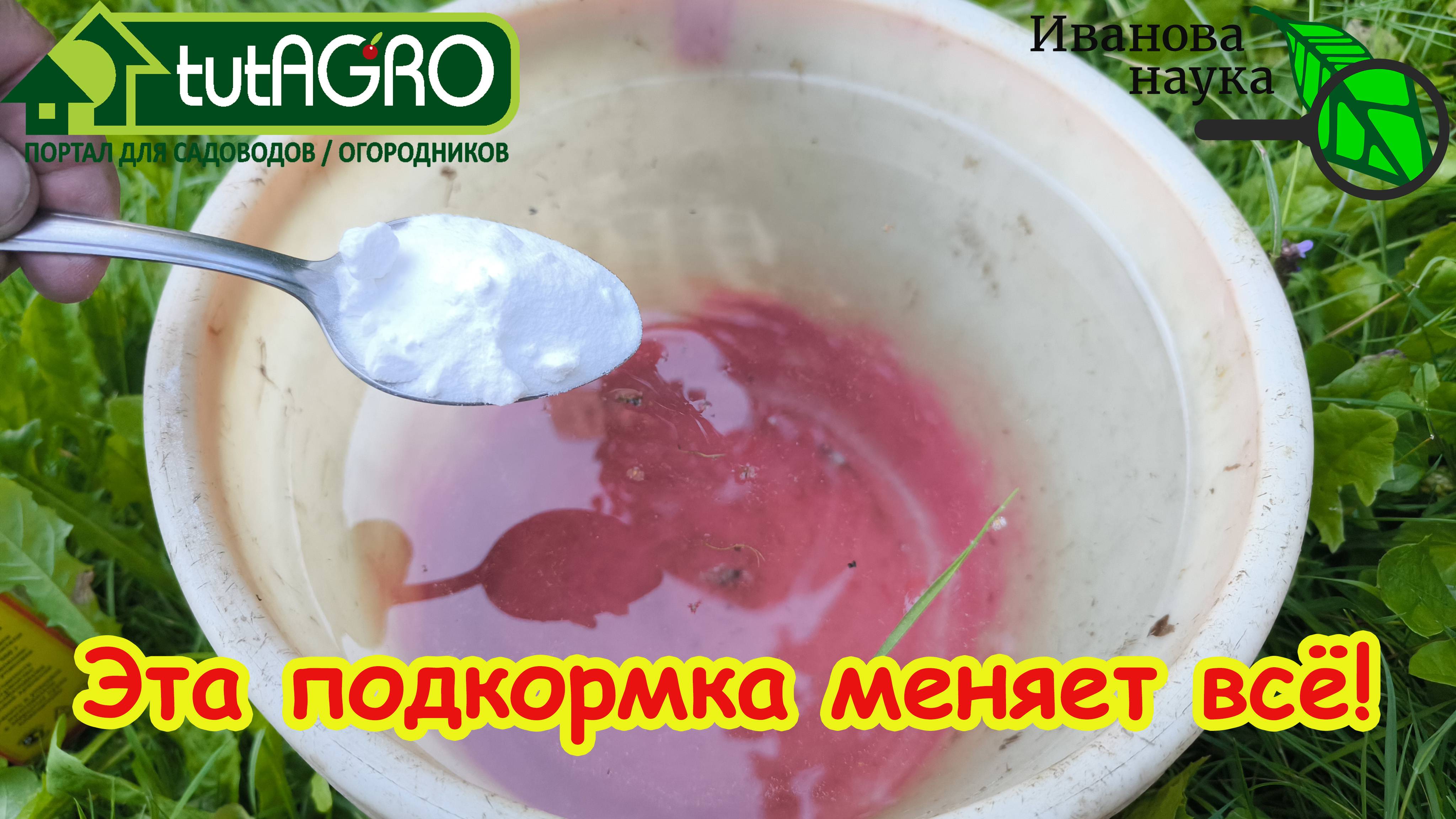 Подкормка для СЛАДКОЙ свеклы, о которой никто не знал! Больше не тратьте время на невкусную свеклу!