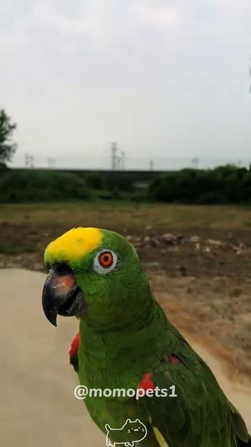 #животные