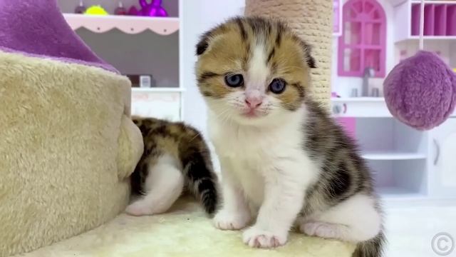 Настя и котята учит цвета. Приключения Насти и кошечек