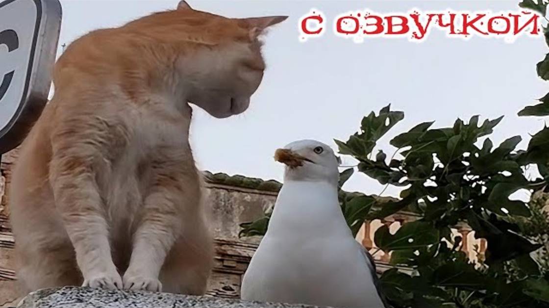 Приколы с котами! С ОЗВУЧКОЙ! СМЕШНЫЕ КОТЫ! Самые смешные животные! ДО СЛЕЗ!