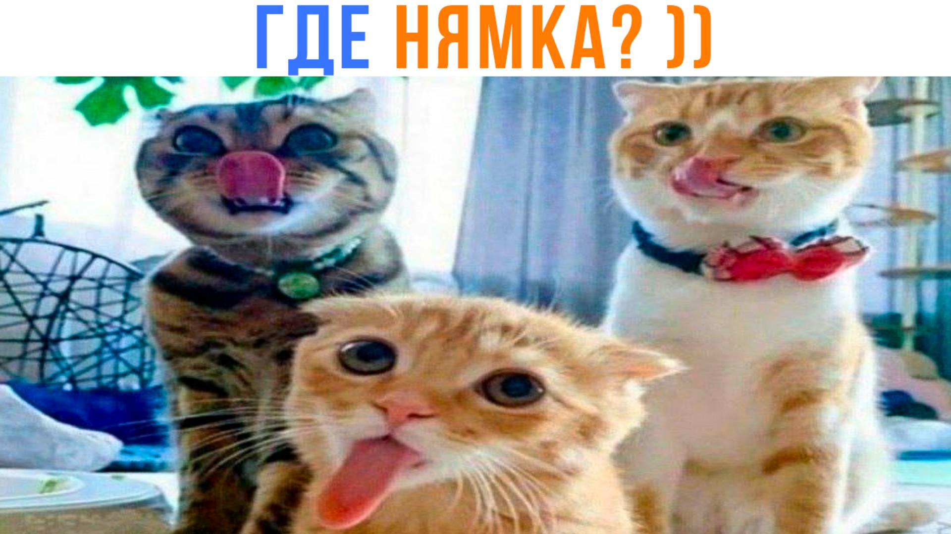 ОТДАВАЙ НЯМКУ! ))) Приколы | Мемозг 1652