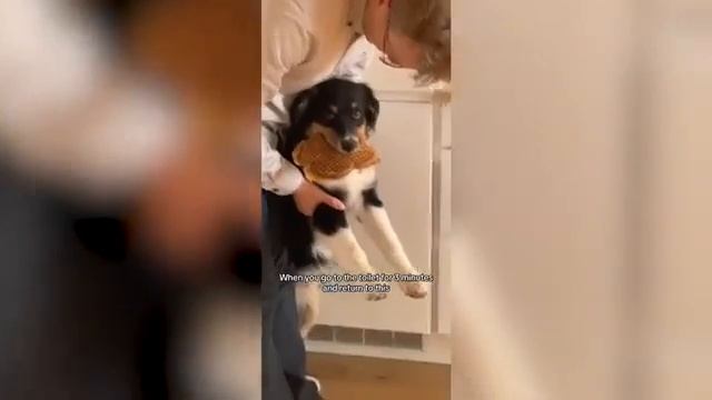 Смешные животные, часть 16