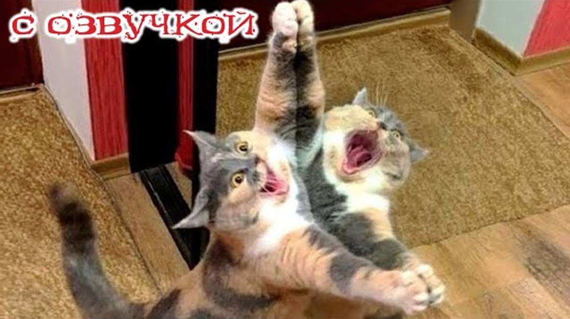 Приколы с котами! С ОЗВУЧКОЙ! САМЫЕ СМЕШНЫЕ ЖИВОТНЫЕ! Смешные коты! ДО СЛЁЗ!