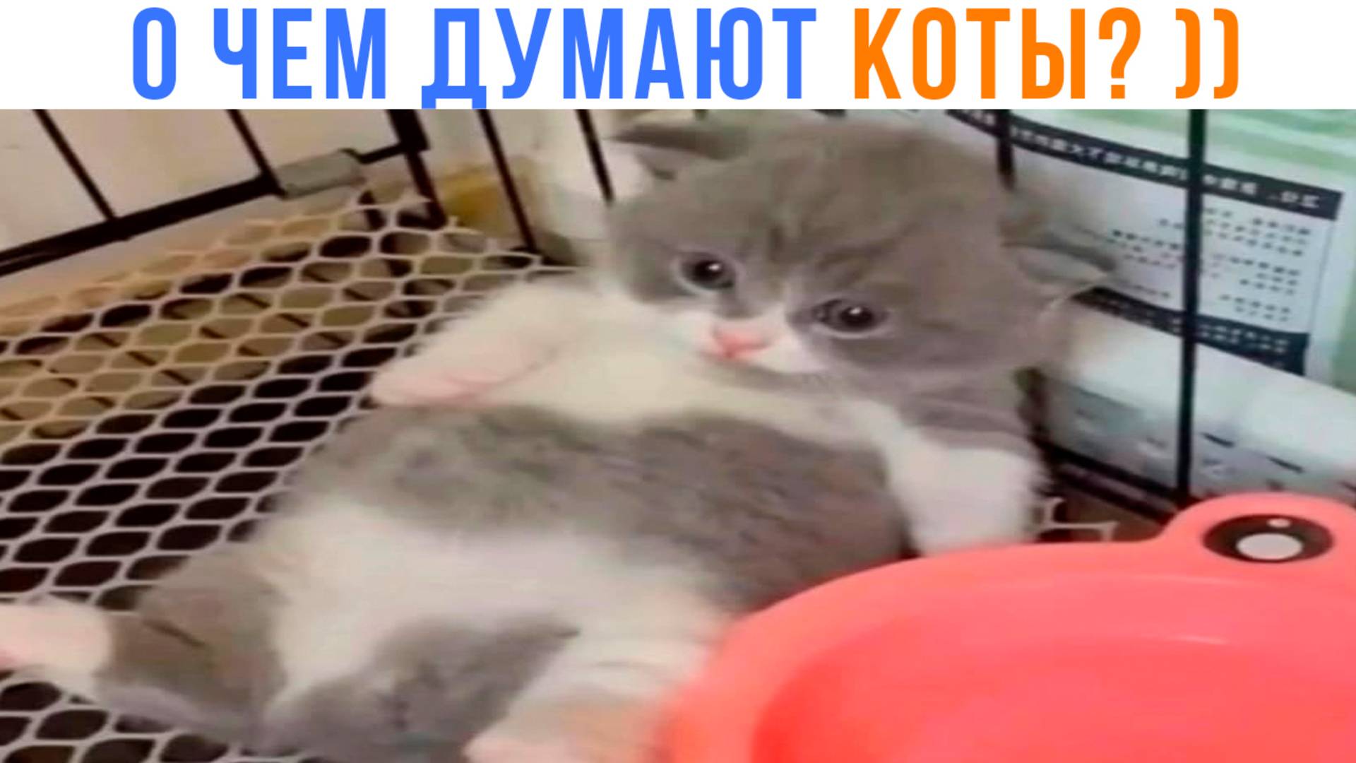 Я ПОНЯЛ, О ЧЁМ ДУМАЮТ КОТЫ ))) Приколы с котами | Мемозг 1653
