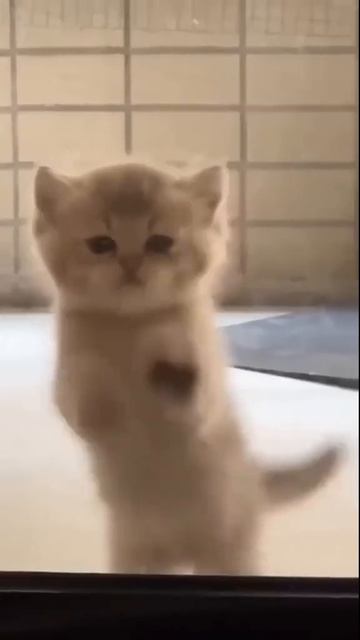 животные