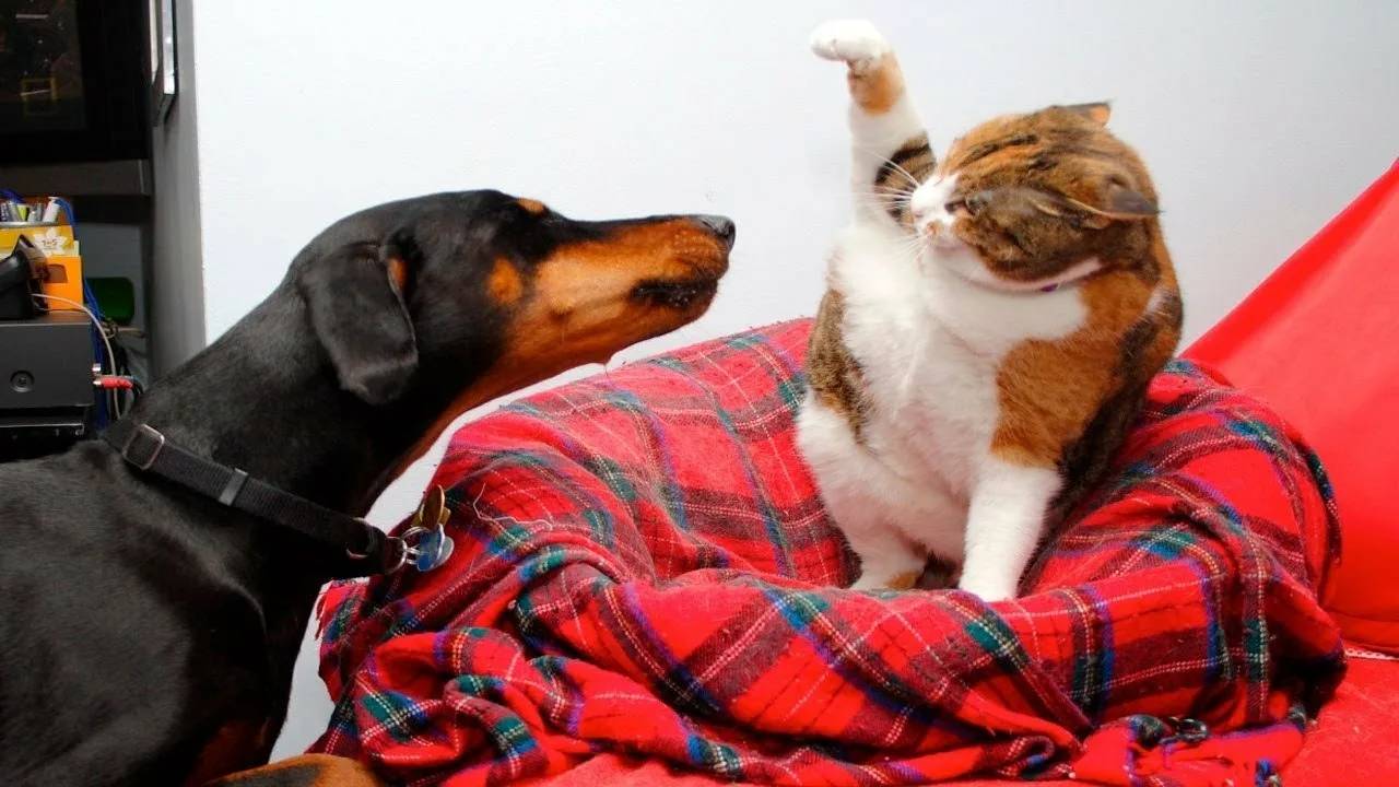 ПРИКОЛЫ С ЖИВОТНЫМИ ДО СЛЕЗ #153 Смешные КОТЫ И СОБАКИ Приколы