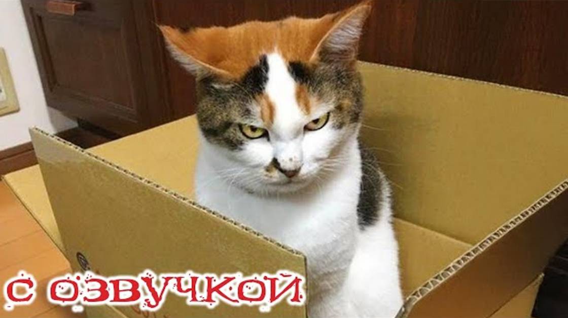 Приколы с котами! С ОЗВУЧКОЙ! САМЫЕ СМЕШНЫЕ ЖИВОТНЫЕ! Смешные коты и собаки! УГАР!
