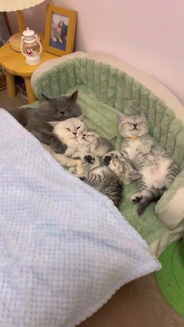 животные