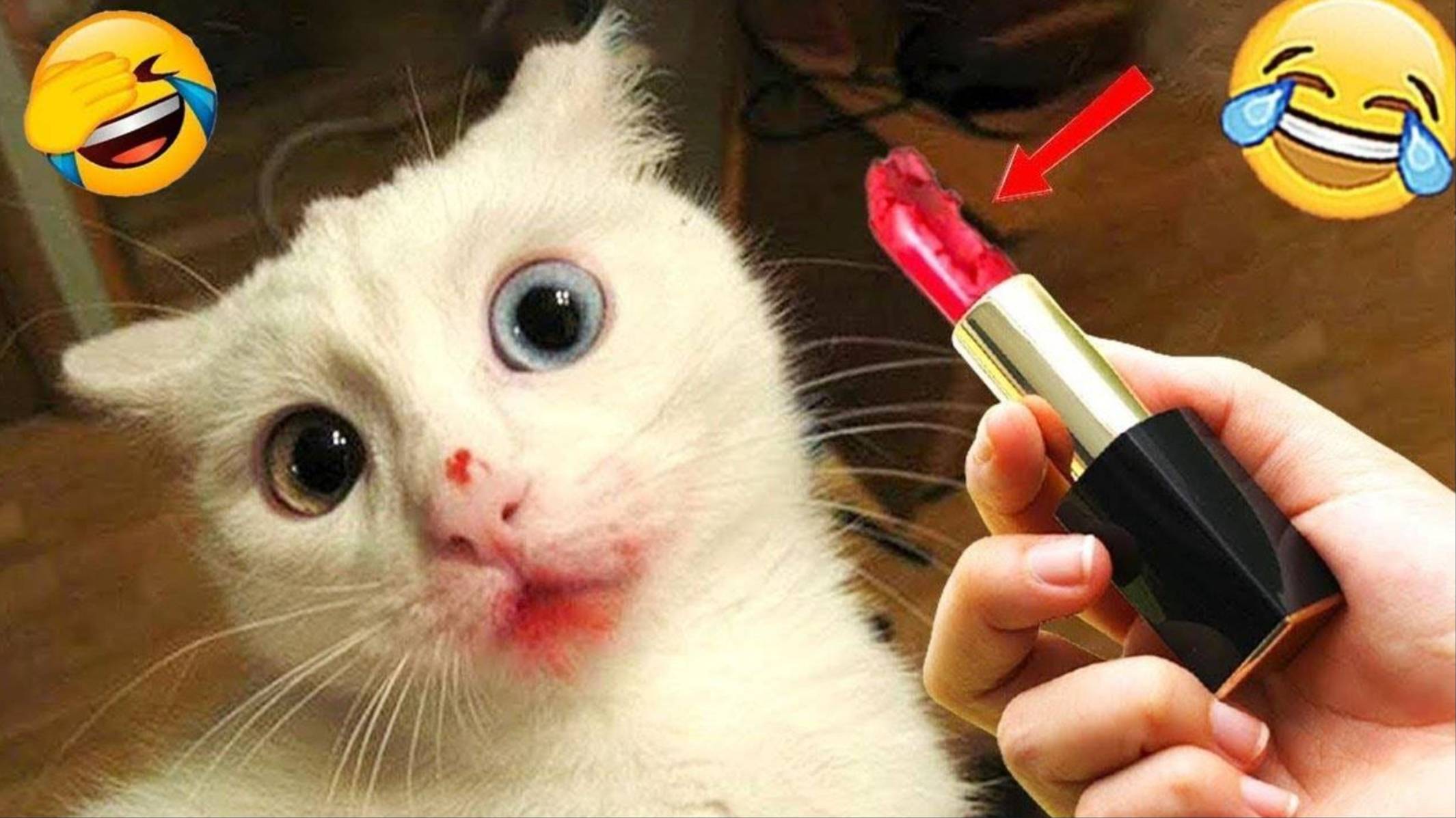 Забавные животные Смешные собаки и кошки видео 2025 😸 🐱🐶🦜 Любимая кошка 😻Приколы с котами