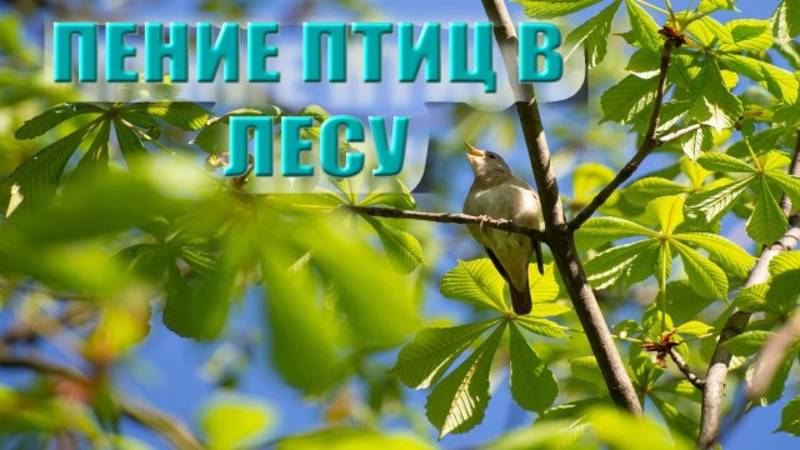 Релакс фильм.Расслабляющие звуки природы - Звуки леса, Звук воды, Пение птиц