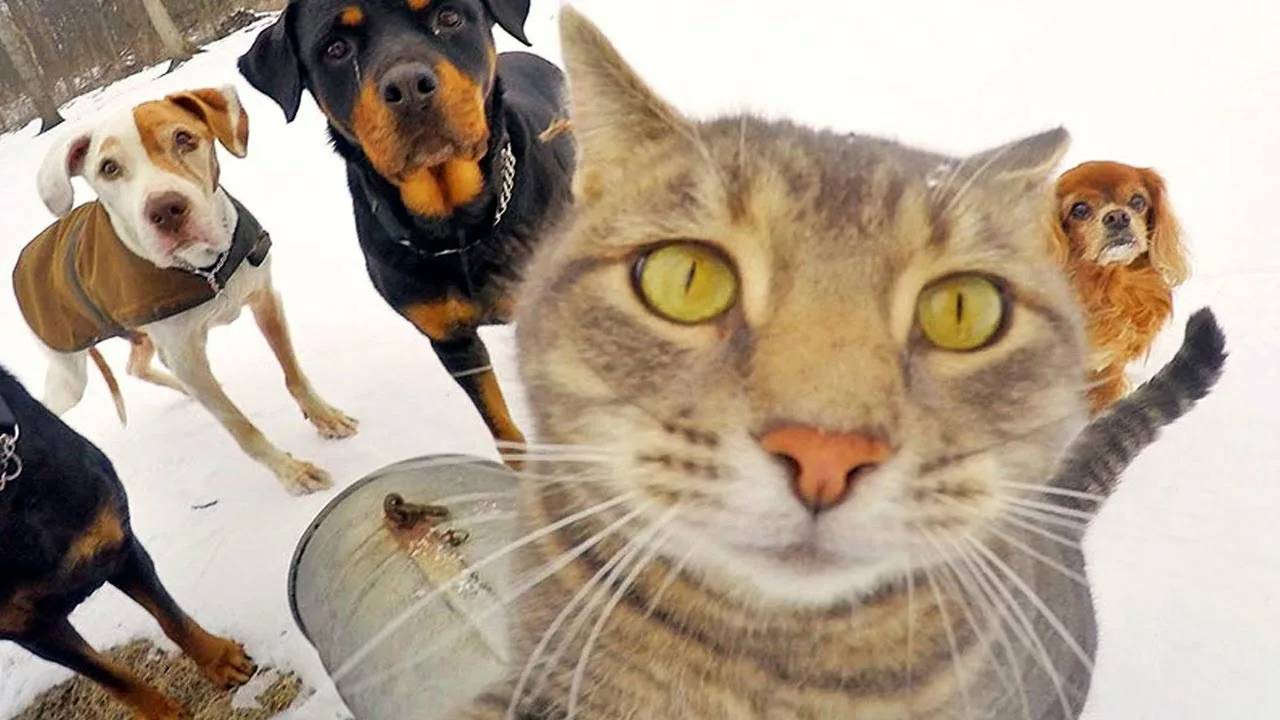 ПРИКОЛЫ С ЖИВОТНЫМИ ДО СЛЕЗ #154 Смешные КОТЫ И СОБАКИ Приколы