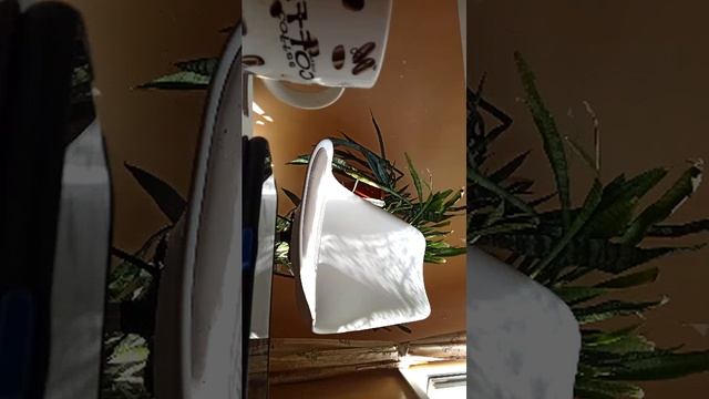 лсриоп