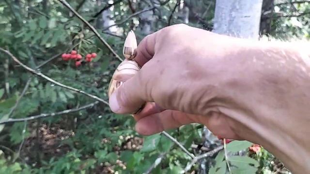 Шкатулка в августовском лесу с колокольчиком