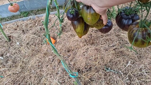 томаты в теплице к концу сезона