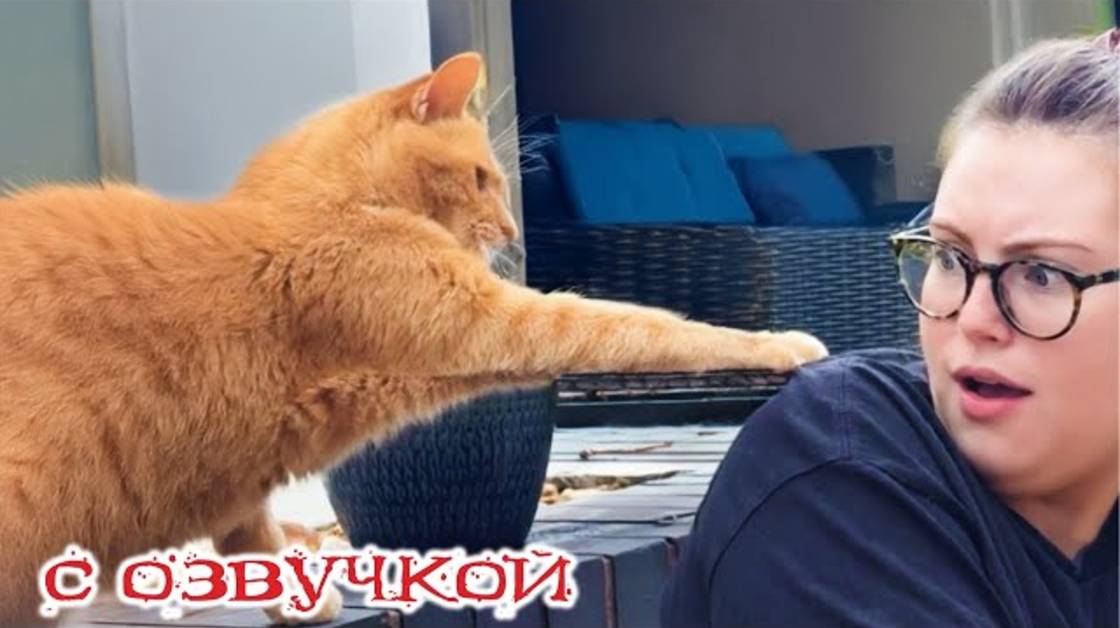 Приколы с котами! С ОЗВУЧКО! САМЫЕ СМЕШНЫЕ ЖИВОТНЫЕ! Смешные видео про котов!
