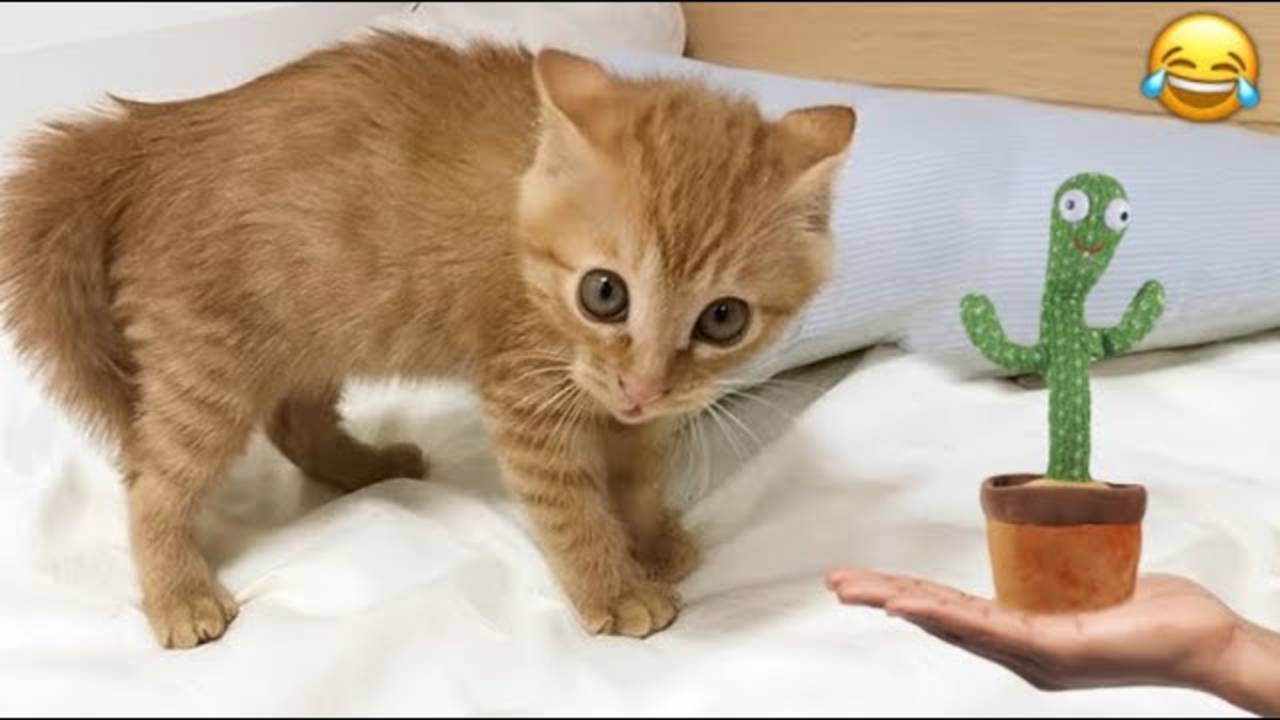 СМЕШНЫЕ КОТЫ 2025 ЛУЧШИЕ ПРИКОЛЫ С КОТАМИ, КОШКИ, ЖИВОТНЫЕ