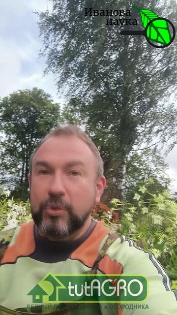 ПОМИДОРЫ ВДРУГ СТАЛИ ОЧЕНЬ СЛАДКИЕ! Буквально все сорта. И без подкормок!