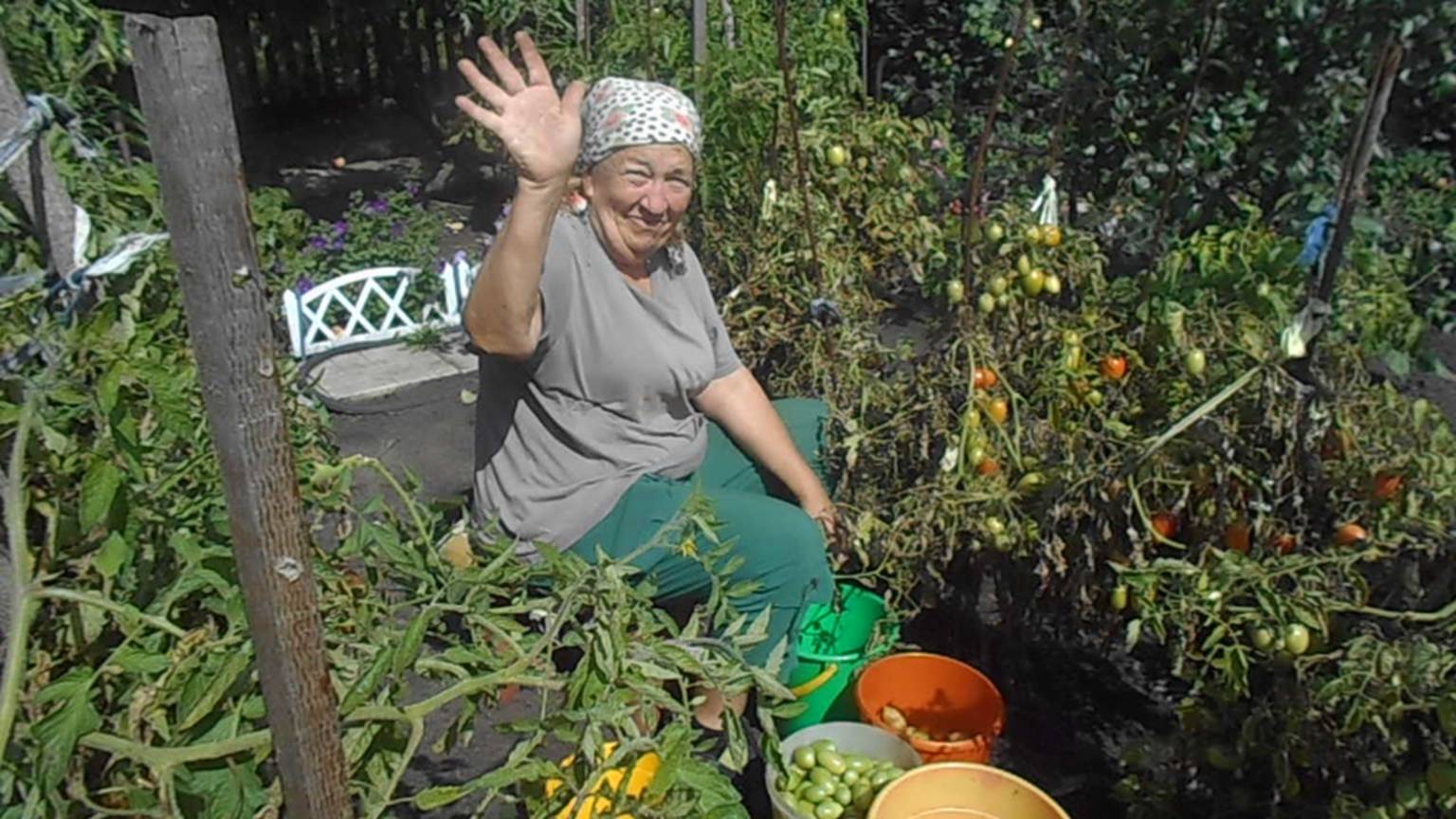 КУПИЛИ ШИФЕР ДЛЯ ГРЯДКИ.ОБЗОР И СБОР ТОМАТОВ