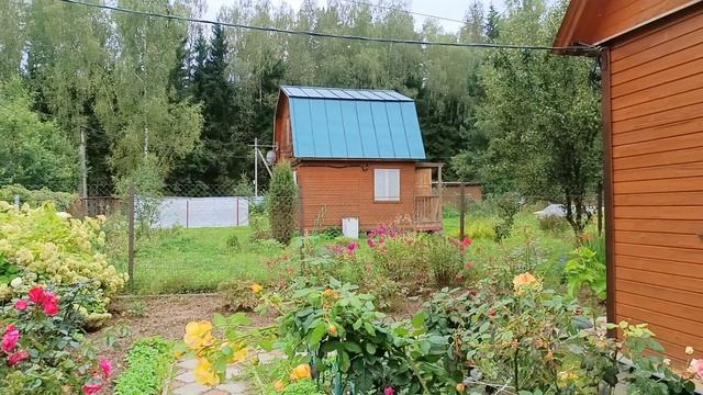 Влог. Дачные выходные.Розариум в конце августа.