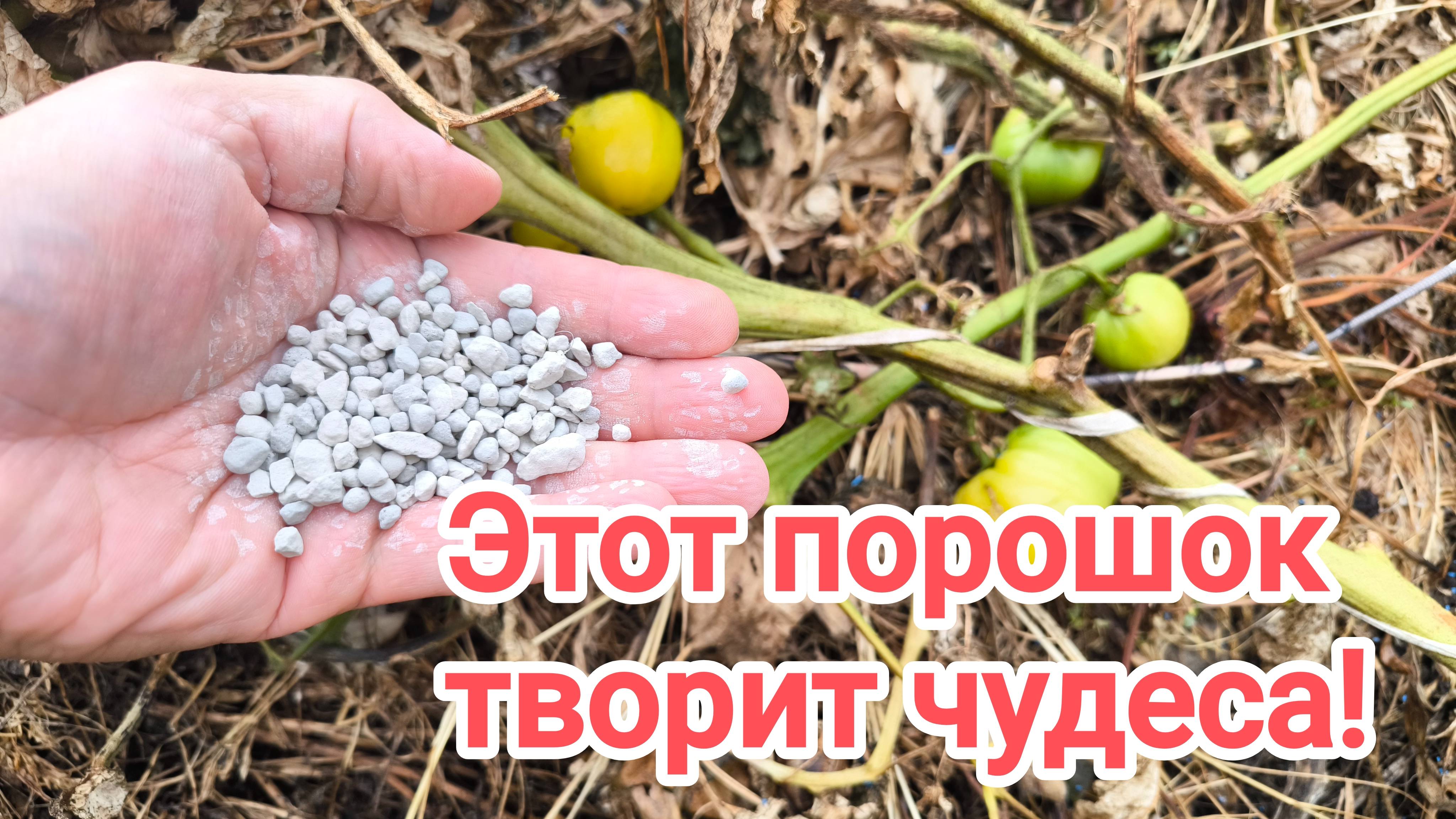 Посыпаю ботву этим порошком и она расползается на глазах! УДОБРЕНИЯ И ПРЕПАРАТЫ БОЛЬШЕ НЕ ПОКУПАЙТЕ!