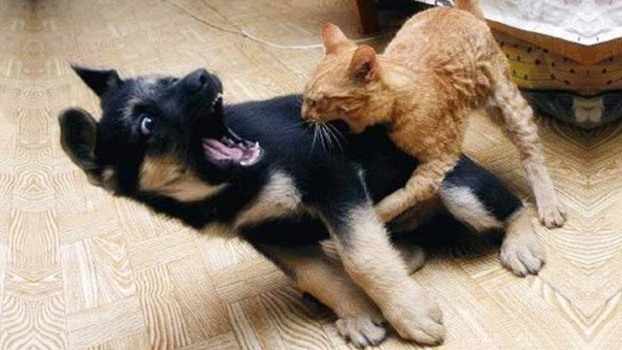 ПРИКОЛЫ С ЖИВОТНЫМИ ДО СЛЕЗ #160 Смешные КОТЫ И СОБАКИ Приколы