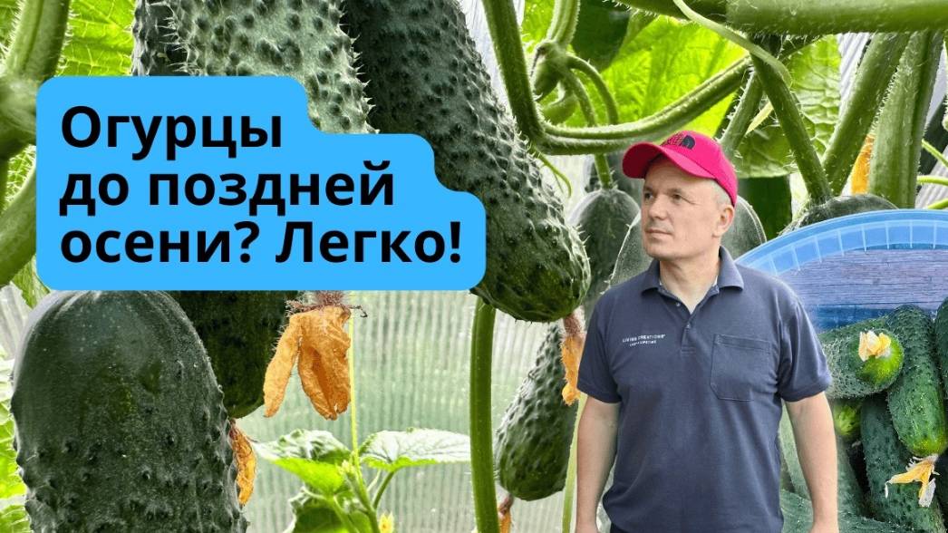 Летне-осеннее выращивание огурцов в теплице- как формируем.