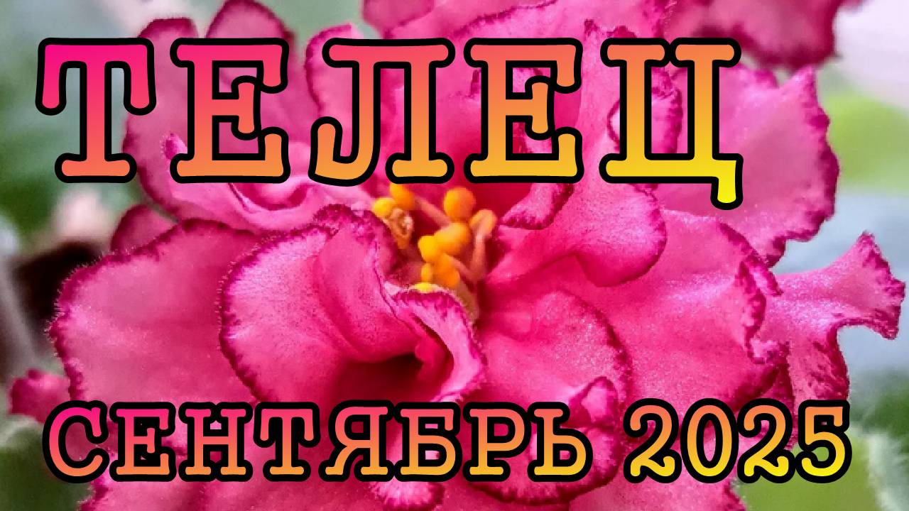 ТЕЛЕЦ таро прогноз на СЕНТЯБРЬ 2025 года.