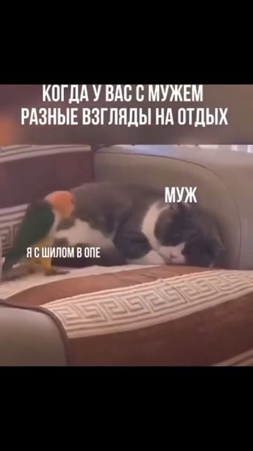 Юмор