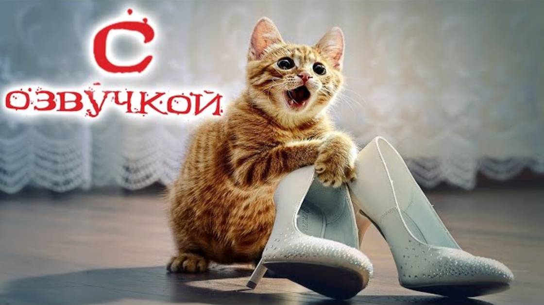 Приколы с котами! Самая смешная ОЗВУЧКА животных