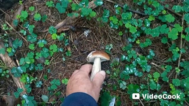 Белые, чернушки, лисички! Много грибов в конце августа в Подмосковье!