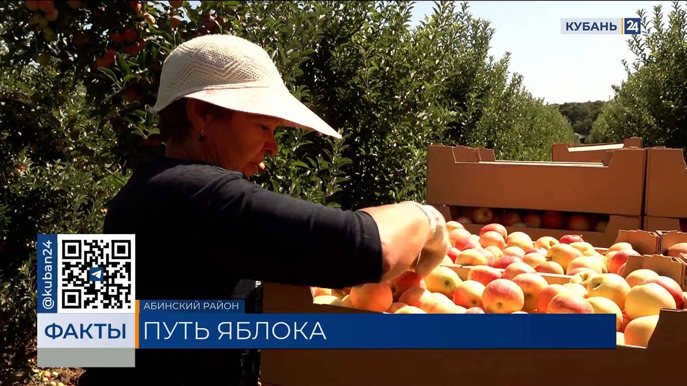 Сбор осенних яблок сорта «гала» стартовал в Краснодарском крае