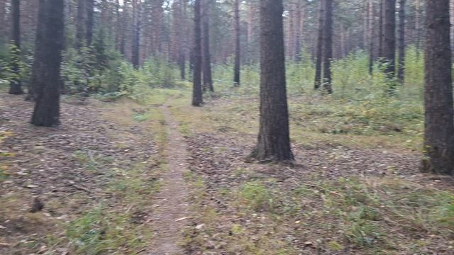 26-08-2025 прогулка в лес за грибами