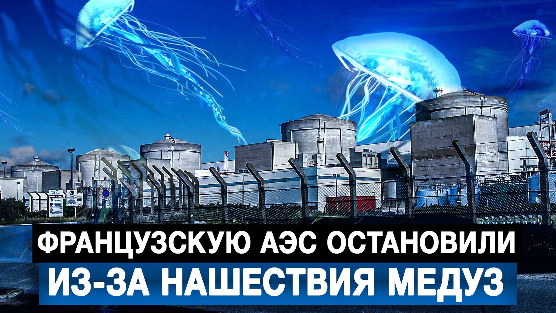 Французскую АЭС остановили из-за нашествия медуз