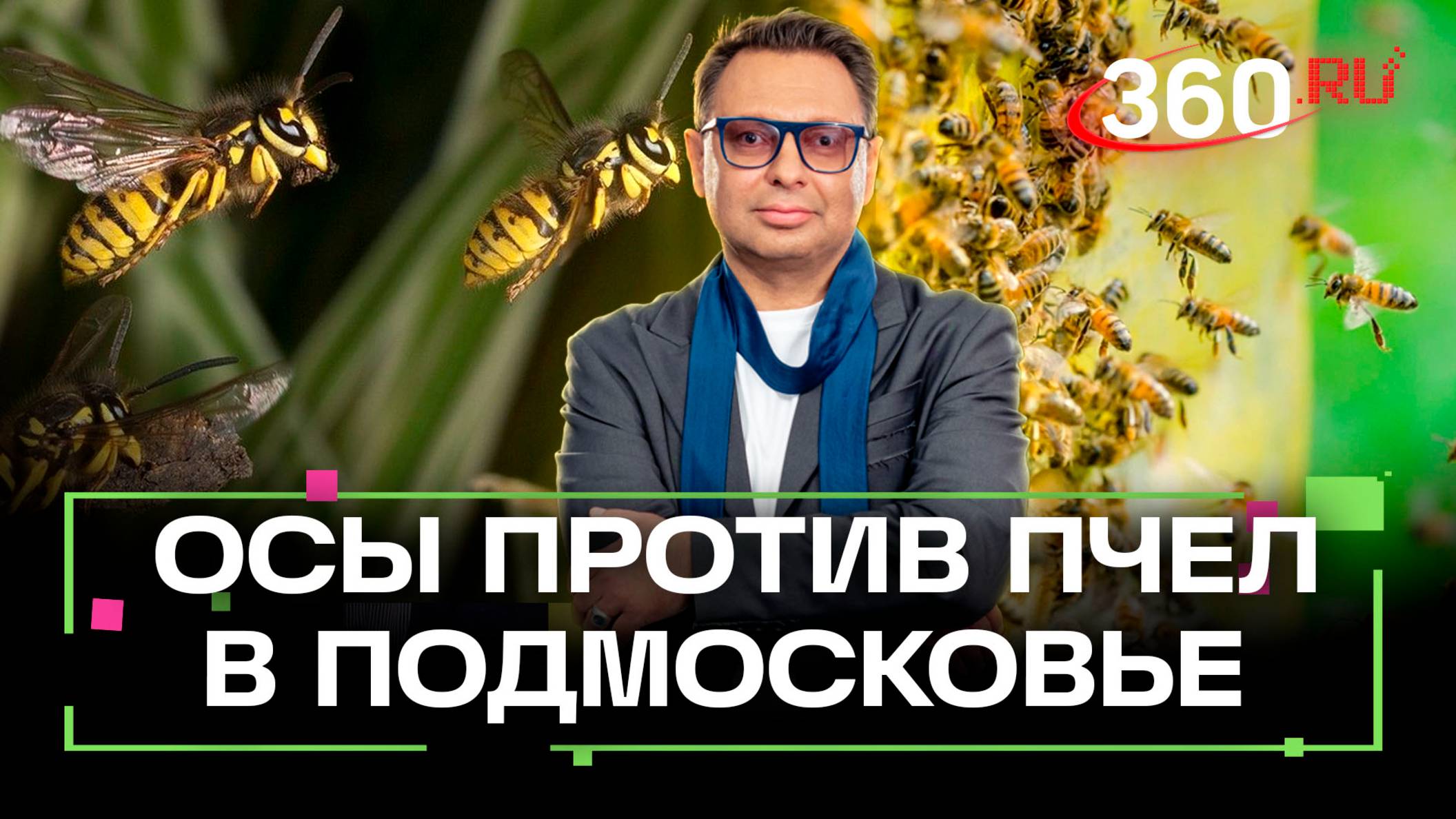 Осы-мутанты атаковали Подмосковье: гигантские насекомые жалят людей и уничтожают пчел